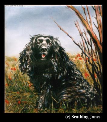 z12spaniel