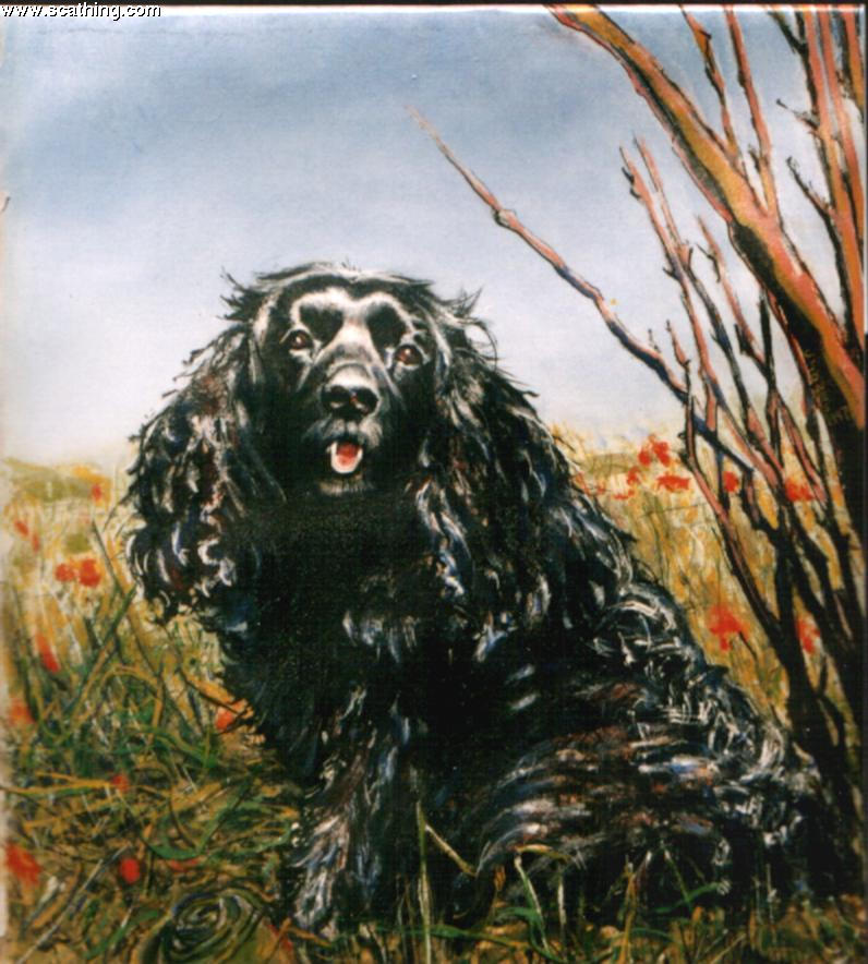 z12spaniel